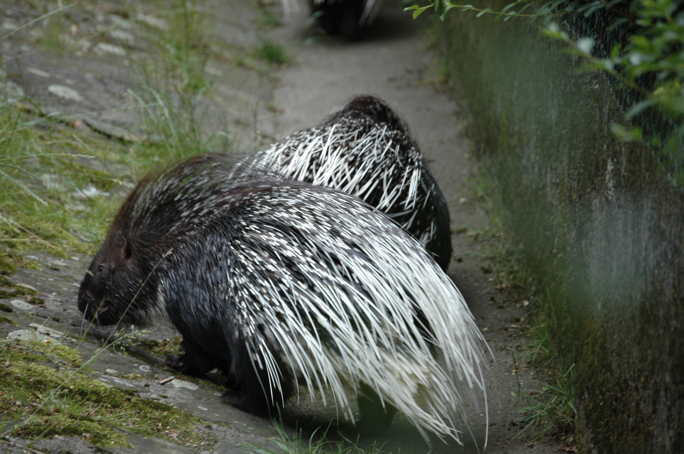 Bezoar porcupine Porcupines Face