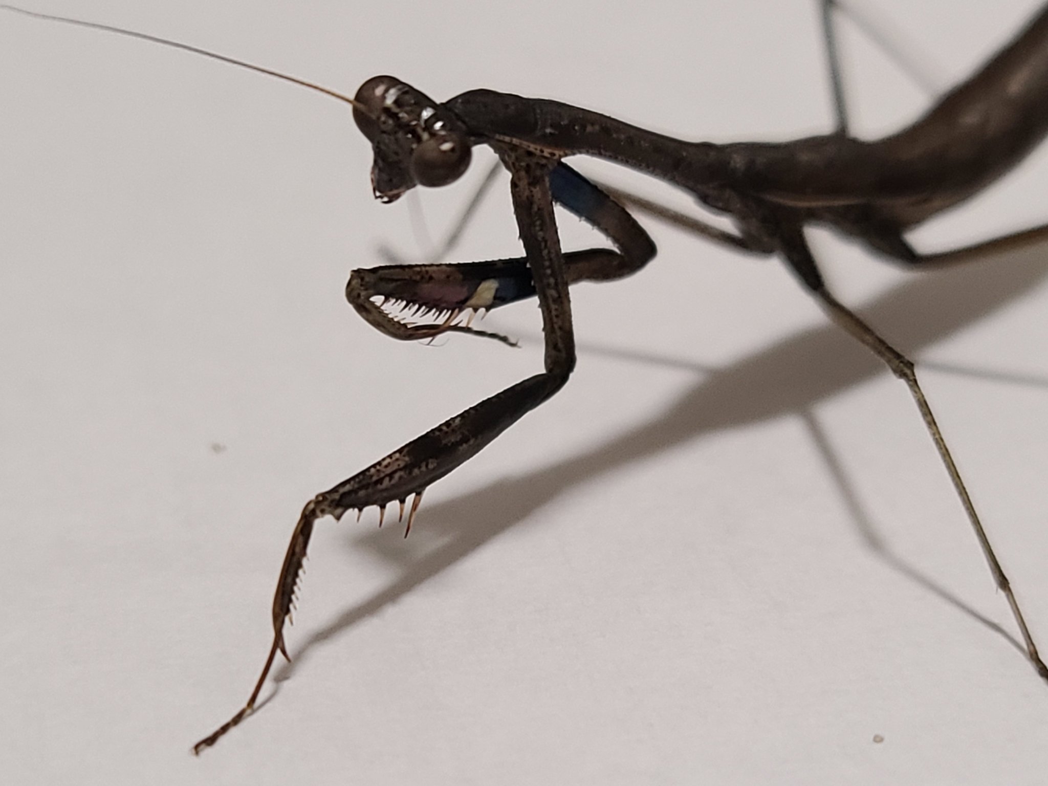 虫好きモロ カマキリを愛する者 黒いコカマキリ いつ見てもカッコよすぎる このまま成虫になってくれたら さぞかし カッコいいだろうなぁ 虫 虫好き 虫好きな人と繋がりたい 昆虫 昆虫好き 昆虫好きな人と繋がりたい カマキリ カマキリ