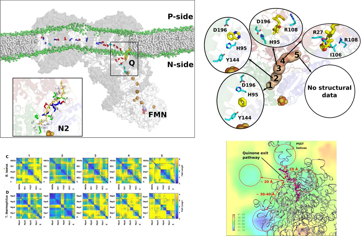 vivekvivsharma's tweet photo. Check out our new publication on #ubiquinone binding sites in #mitochondrial complex I in #BBAbioenergetics #EBEC2020. https://t.co/7y35ZdEeJE
@KumpulaScience @BIOTECH_UH @HiLIFE_helsinki.
Thanks to @OutiHaapanen #MarcoReidelbach @helsinkiuni @SuomenAkatemia @SigridJuselius https://t.co/xcflI3hlNH