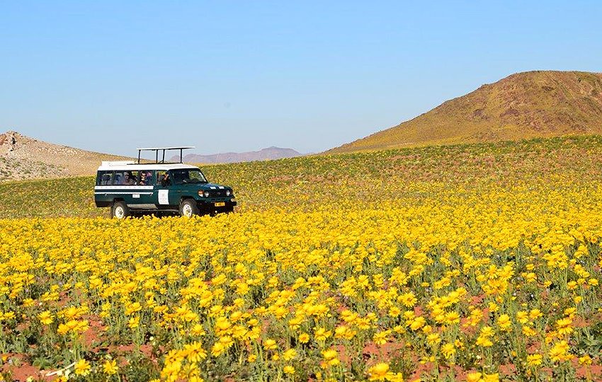 Did you know that right now wildflowers are blooming in the rocky Aus Mountains in Southern Namibia?  This beautiful video by <a href="/GondwanaLodges/">Gondwana-Lodges</a> reveals the floral splendour and explosion of colour of a transformed landscape: youtube.com/watch?v=0dH-Hn…