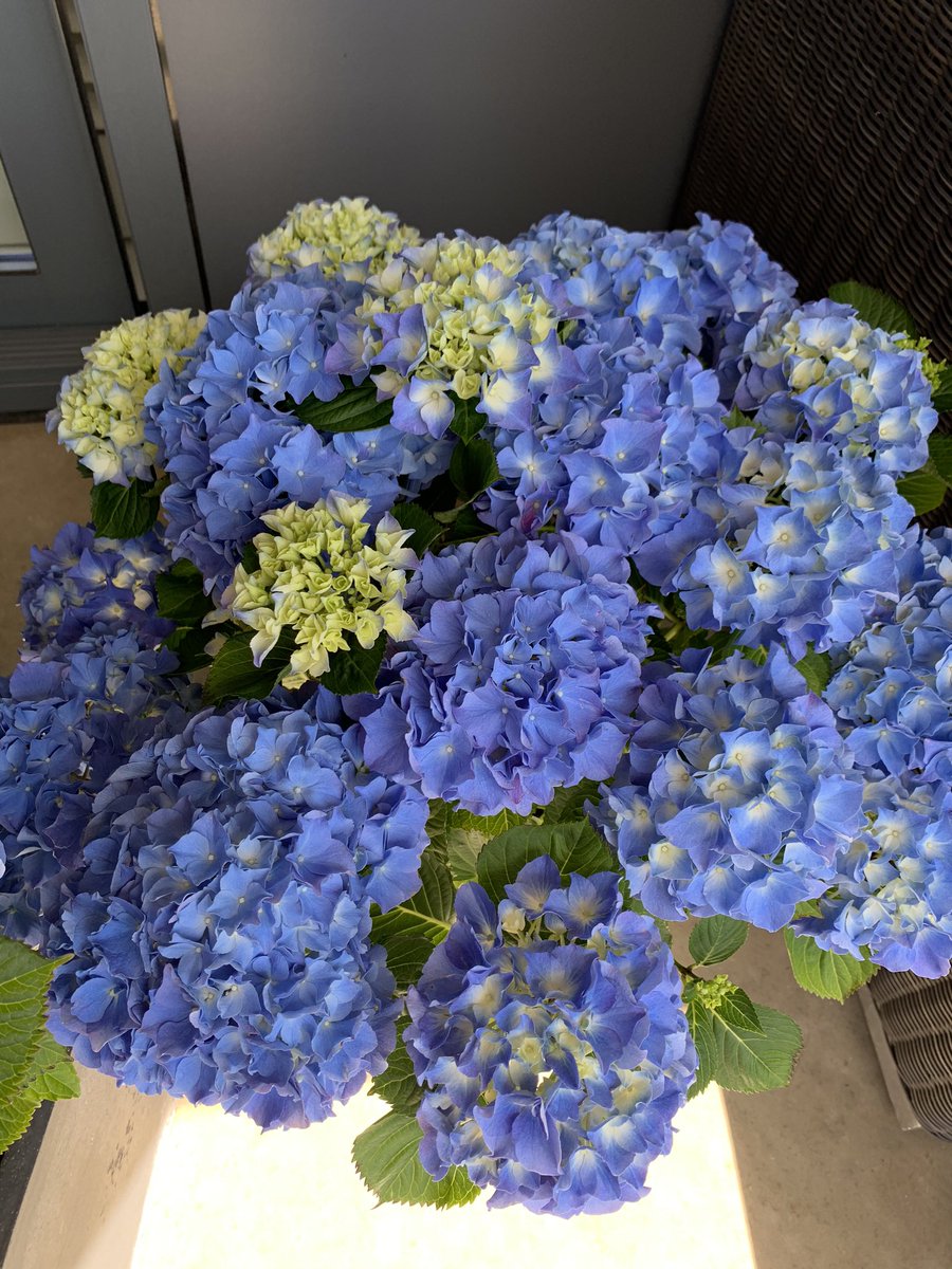 petra_wit's tweet photo. #flowerpower @BoswachterTim  #hortensia https://t.co/gwFV2PtzpI