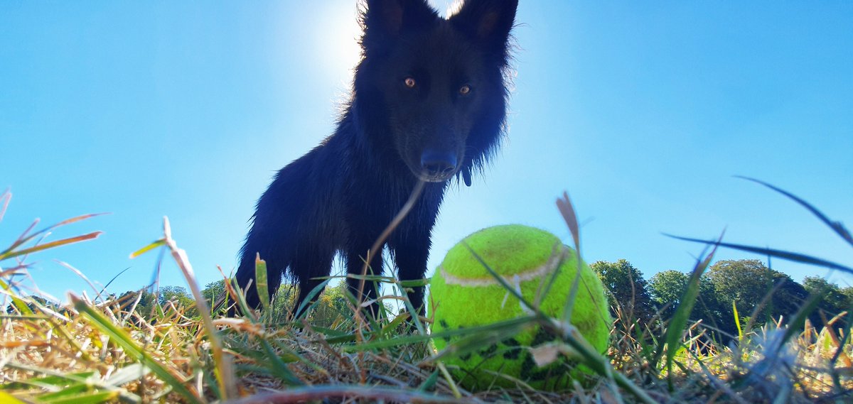 maykimoon's tweet photo. Ma Belle OMBRA 🐺
#wolf #wolfdog #dog #ball #picoftheday #loup #naturephotography #nature #jeu #bluebayshepherd #timbershepherd #lepactedesloups #sunnyday #parc #animaux #animal #wild https://t.co/H1E28uRfoS