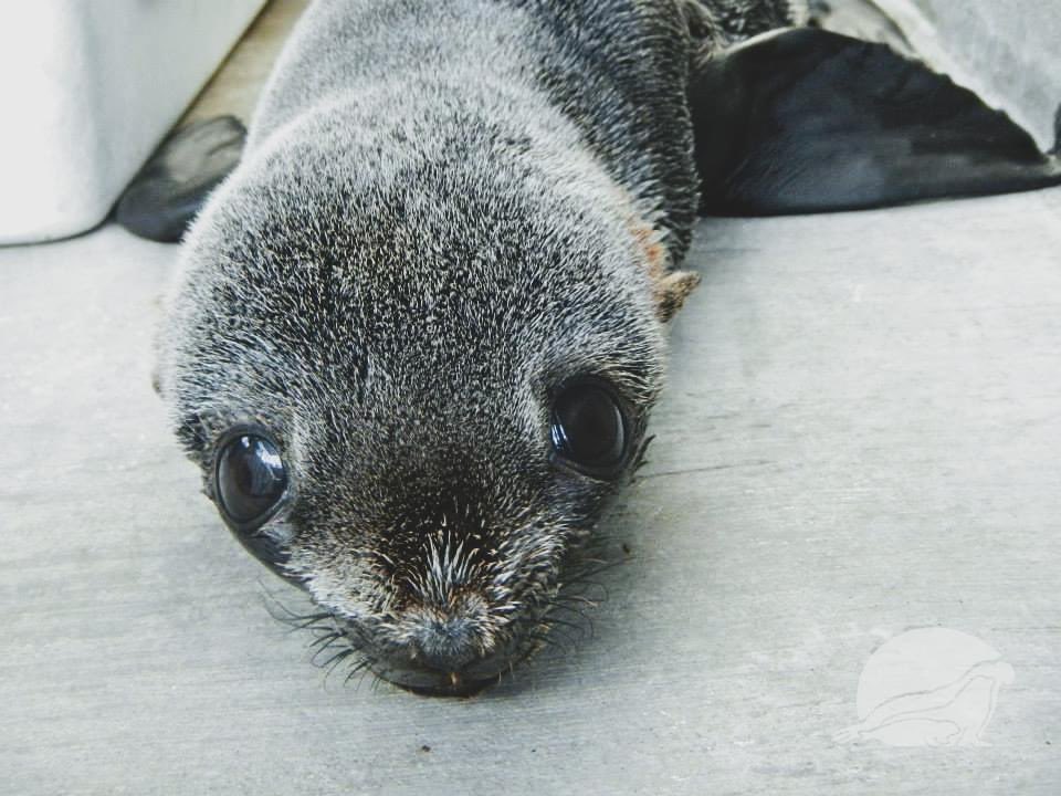 MMCCLA's tweet image. Good Morning ☀️  #SaturdayMood #SaturdayVibes #mmccla #helpushelpthem #seal #sealion #cute #animals #CuteAnimals #oceanconservation #oceanlife