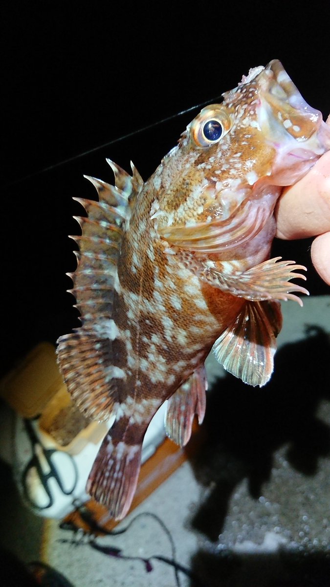 天然居士 みっつめ ゴンズイ 針を飲まれてしまったので へたくそ ヒレの毒針を切除してキープ 実は食ったこと無いんですが 美味しいそうで 天然居士 みっつめ ゴンズイ 針を飲まれてしまったので へたくそ ヒレの毒針を切除してキープ 実は食ったこと無いんですが 美味しいそうで