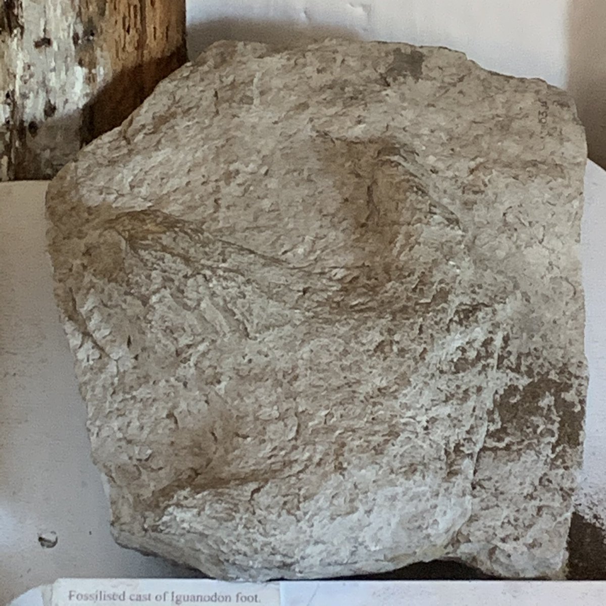 Up in the attic - an even more impressive treasure trove - there is the fossilised cast of an Iguanodon foot. Quite a challenge to get to it...  #SussexTour