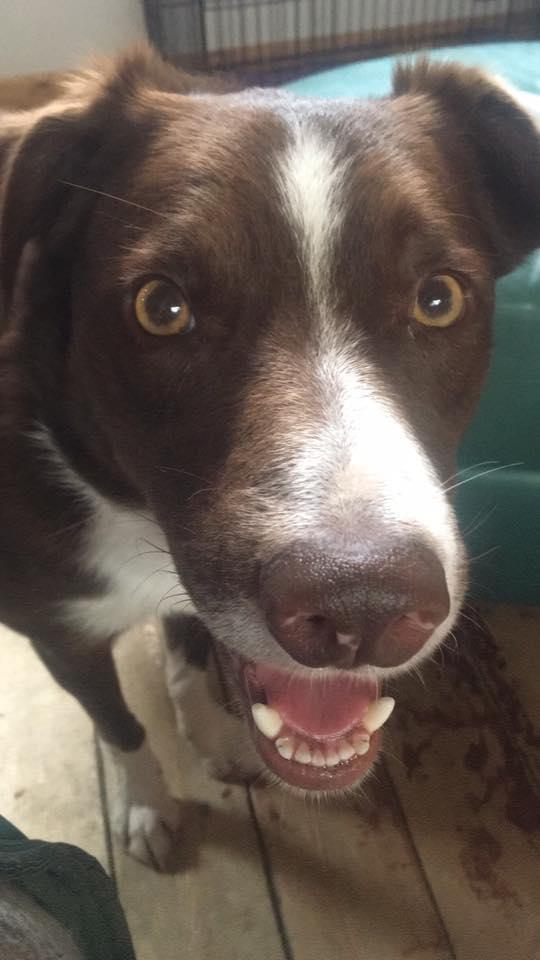 gelert01's tweet photo. #JACKSON #BorderCollie missing 20/06/2020 #FFOSTRASOL #LLANDYSUL #CEREDIGION #SA44 area #Chipped #Neutered
#Jacksonisoutthere #Scanthatchip
@visitllandysul @TysulSnooker @rosiedoc666 @MissingPetsGB @colliesontherun @RachaelB100 @ChrstinaKelly @veryluckypugs https://t.co/o8sXiroBI9