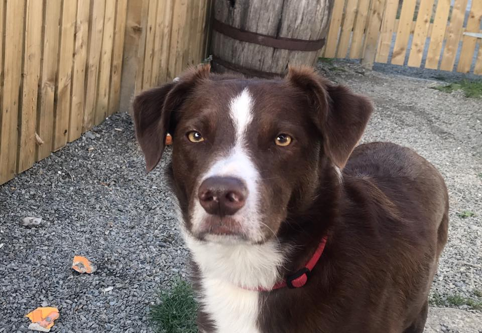 gelert01's tweet photo. #JACKSON #BorderCollie missing 20/06/2020 #FFOSTRASOL #LLANDYSUL #CEREDIGION #SA44 area #Chipped #Neutered
#Jacksonisoutthere #Scanthatchip
@visitllandysul @TysulSnooker @rosiedoc666 @MissingPetsGB @colliesontherun @RachaelB100 @ChrstinaKelly @veryluckypugs https://t.co/o8sXiroBI9