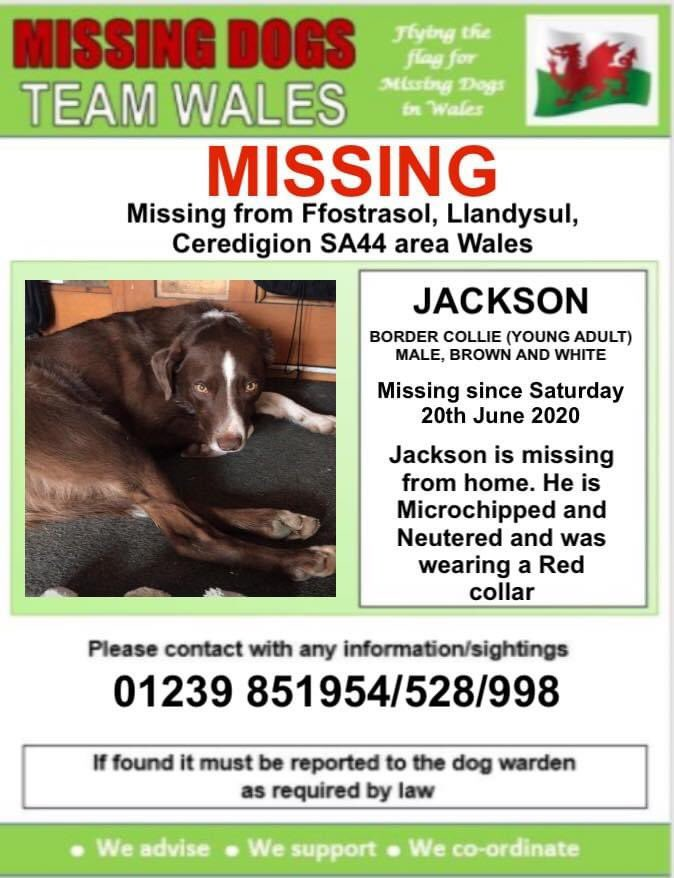 gelert01's tweet photo. #JACKSON #BorderCollie missing 20/06/2020 #FFOSTRASOL #LLANDYSUL #CEREDIGION #SA44 area #Chipped #Neutered
#JacksonIsOutThere #Scanthatchip @CeredigionActif @CeredigionArt @CeredigionA https://t.co/SzHF9rZntJ
