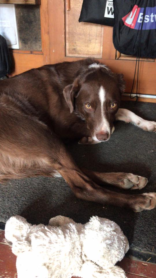 gelert01's tweet photo. #JACKSON #BorderCollie missing 20/06/2020 #FFOSTRASOL #LLANDYSUL #CEREDIGION #SA44 area #Chipped #Neutered
#JacksonIsOutThere #Scanthatchip @CeredigionActif @CeredigionArt @CeredigionA https://t.co/SzHF9rZntJ