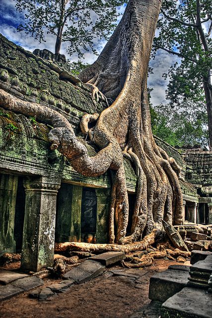 BhamTrees4Life's tweet photo. When we admire trees we look up. But tree roots are just as as interesting, the life force of a tree - but just sometimes they are not just wonderful, but weird and other worldly too! @treesisters @treerootsNPO @BirminghamCivic @WoodlandTrust @ArbAssociation @FestofNature https://t.co/oJj0Vy18w3