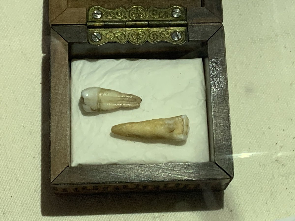 The teeth (supposedly) of Gundrada, the wife of William de Warenne (died 1088), whose remains were disturbed in 1845 by workmen digging the Brighton to Lewes line. It was this that prompted the founding of  @sussex_society the following June.
