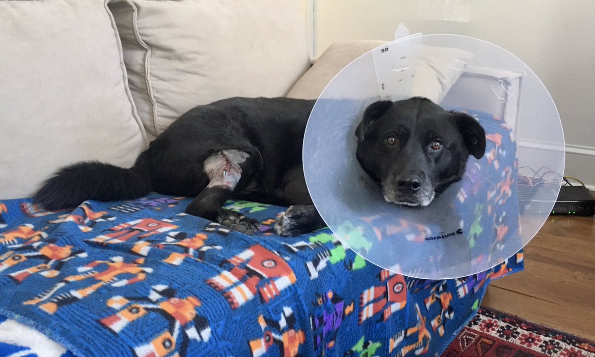 clicclic's tweet photo. @unhealthytruth Our rescue was named Scrappy. We kept it. He just had surgery on Monday... https://t.co/hd7k4397vE
