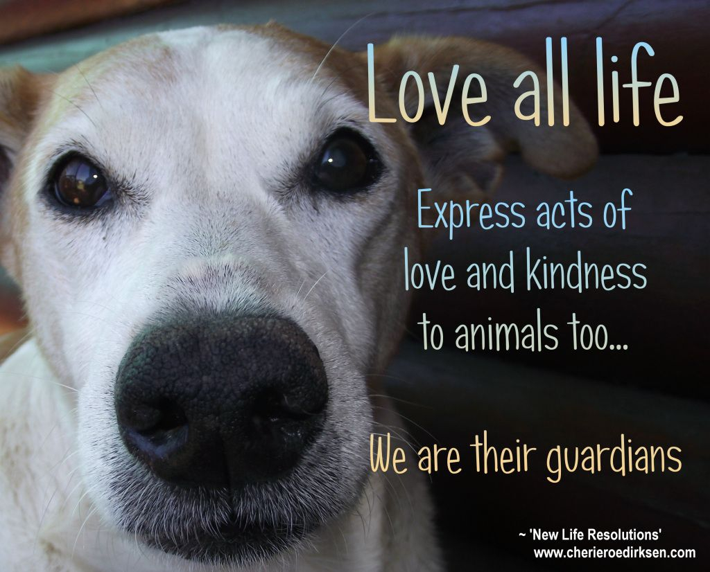 It is so important to be kind to all kinds! How have you been kind to others recently? Let us know your favorite ways to express kindness during the quarantine. 

#summer2020 #animalsafety #valegislation #virginiawildlife #virginia #animalwelfare #animalrights #virginiabackyards
