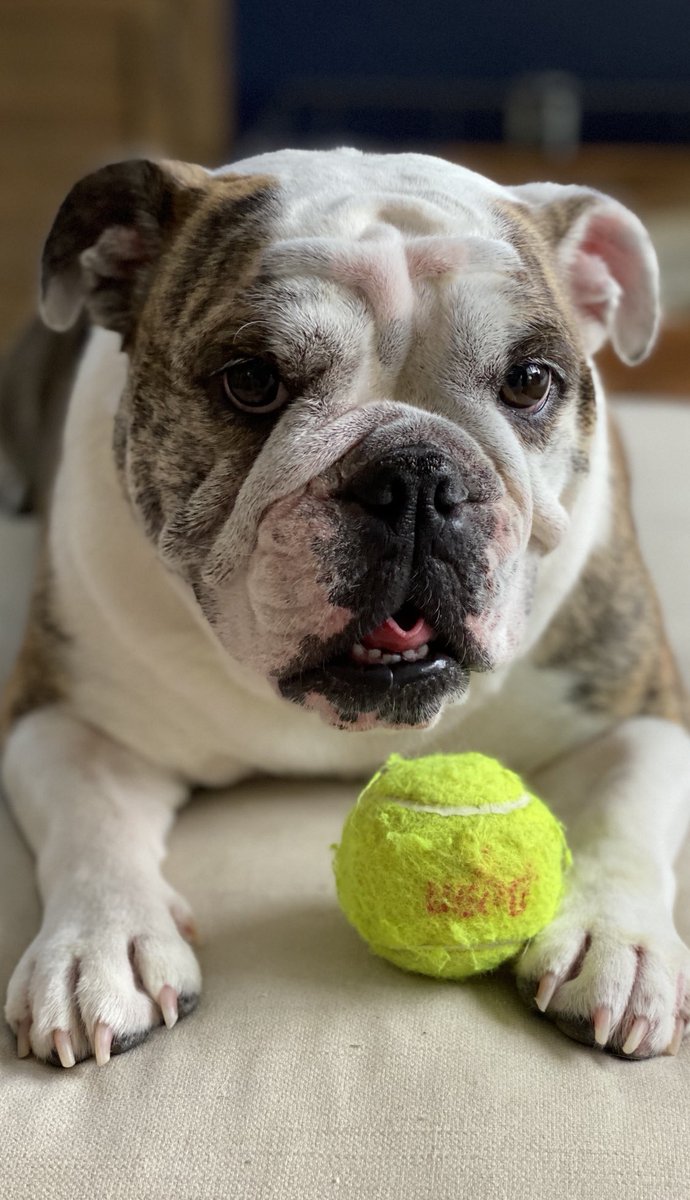 AnglerMasked's tweet image. TGIF y’all!! 🐶