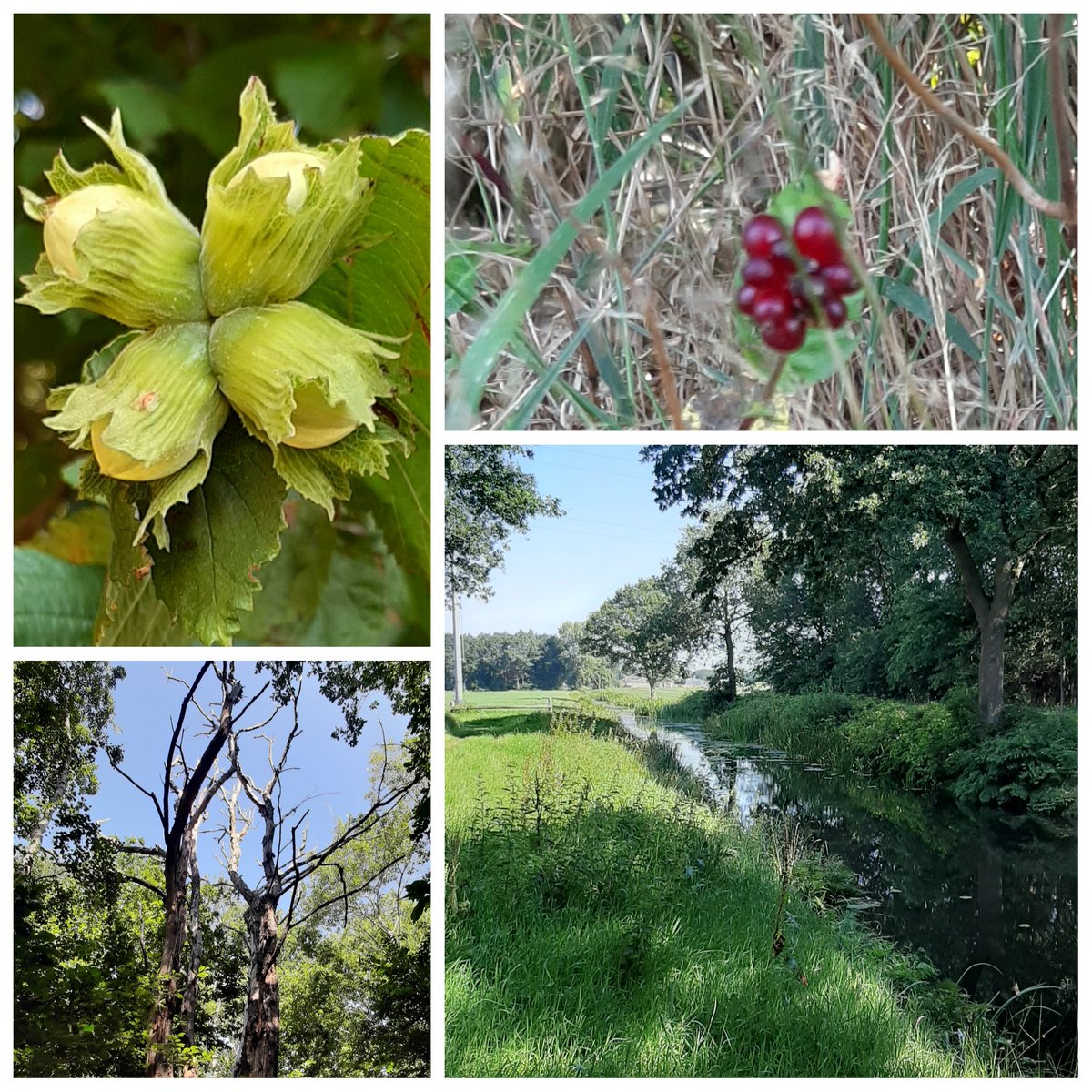 Rennsuuken tweet media