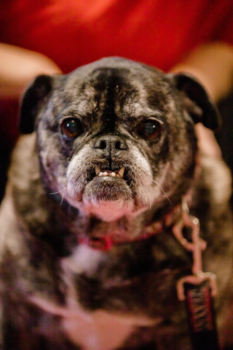 Aknowbull's tweet photo. @Country1025WKLB here is Lily, a pug/bulldog who is 13 years and 8 months old!! https://t.co/Z074C6zwo0
