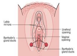 Sexual arousal fluid only lubricates the vaginal opening via the bartholins glands! Any degree of gushy wetness inside is made from the cervix and has no association with sexual arousal. The equivalent is the bulbourethral (cowpers) gland, serves same purpose and is not “pre-cum”