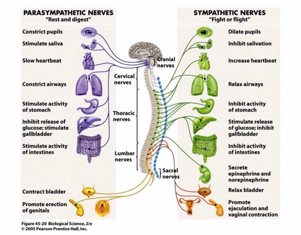 MetabolicEnergy's tweet photo. The Vagus Nerve: Why Should It Be Stimulated for Better Health? - https://t.co/mPS3vPU5Mu https://t.co/4PzwuXgr1T