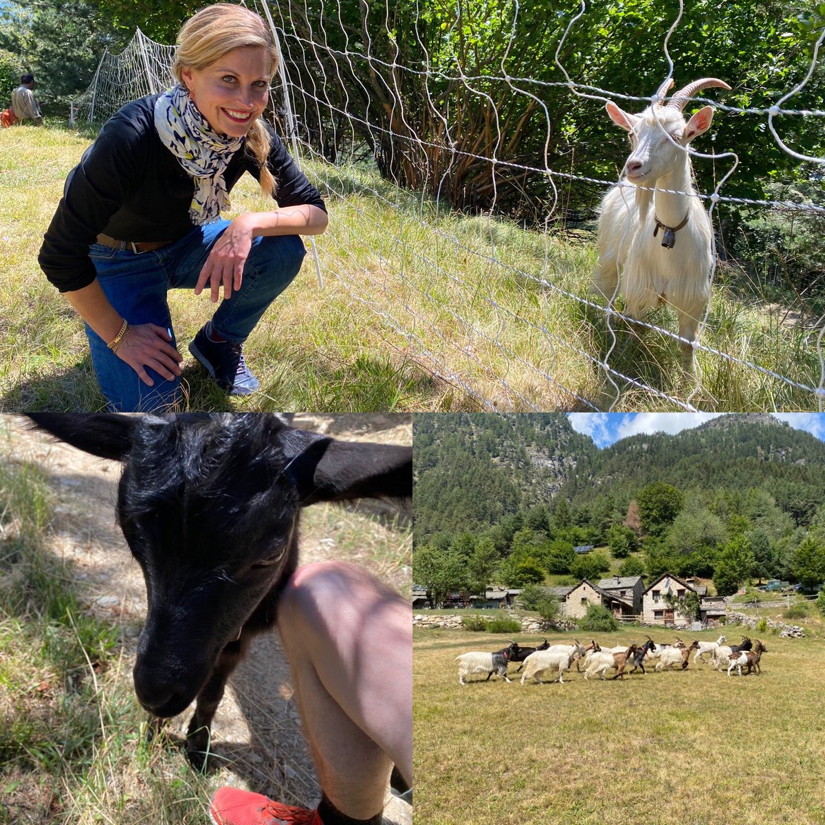 🐐🐐🐐🐐🐐In Trasquera gibt es mehr Geissen als Leute. 🧀Das italienische Nachbardorf von Gondo kämpft gegen #Abwanderung.  #schweizaktuell #amSimplon: Diese Woche ab 19h und am 12.8. 20h @SRF1 🌸#simplonpass #geschichte #gold  #schweiz  <a href="/valaiswallis/">Valais/Wallis</a> #italia #ziege #piemont