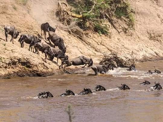 ittbtz's tweet photo. Serengeti shall NOT die !
 https://t.co/BaERR1kXhQ:🖱info@ittb.co.tz: 
📲+255716074747 https://t.co/MOZuW6jpKT