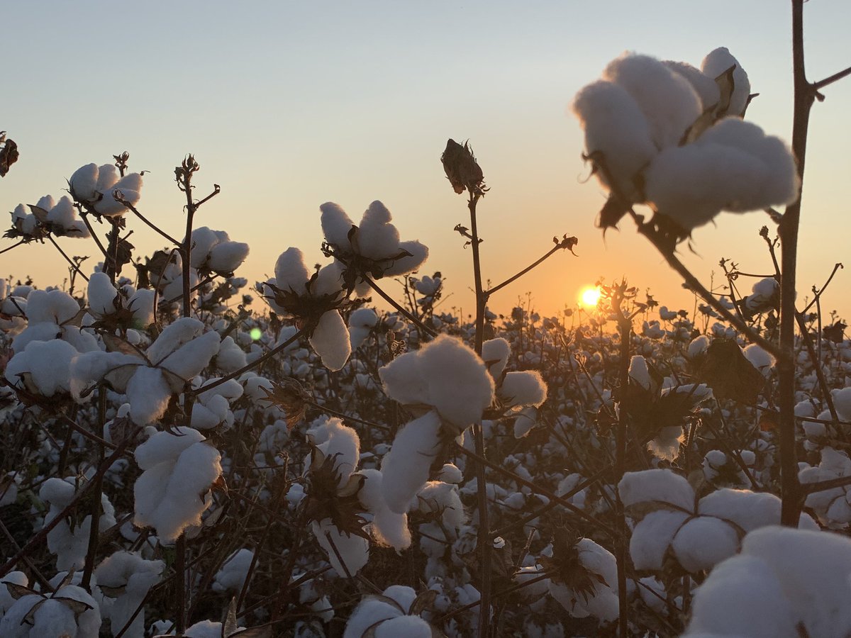 Long live South Texas nights! ✨