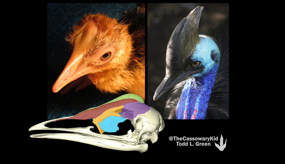 TheCassowaryKid's tweet photo. How many #bones make up the strange headgear of #cassowaries? Our recent #microCT study finds that the casques of southern cassowary are comprised of EIGHT!! Learn how these bizarre ornaments grow in @anatomyjournal early view.
https://t.co/7n0TS8xXgE https://t.co/O84zj50IIG