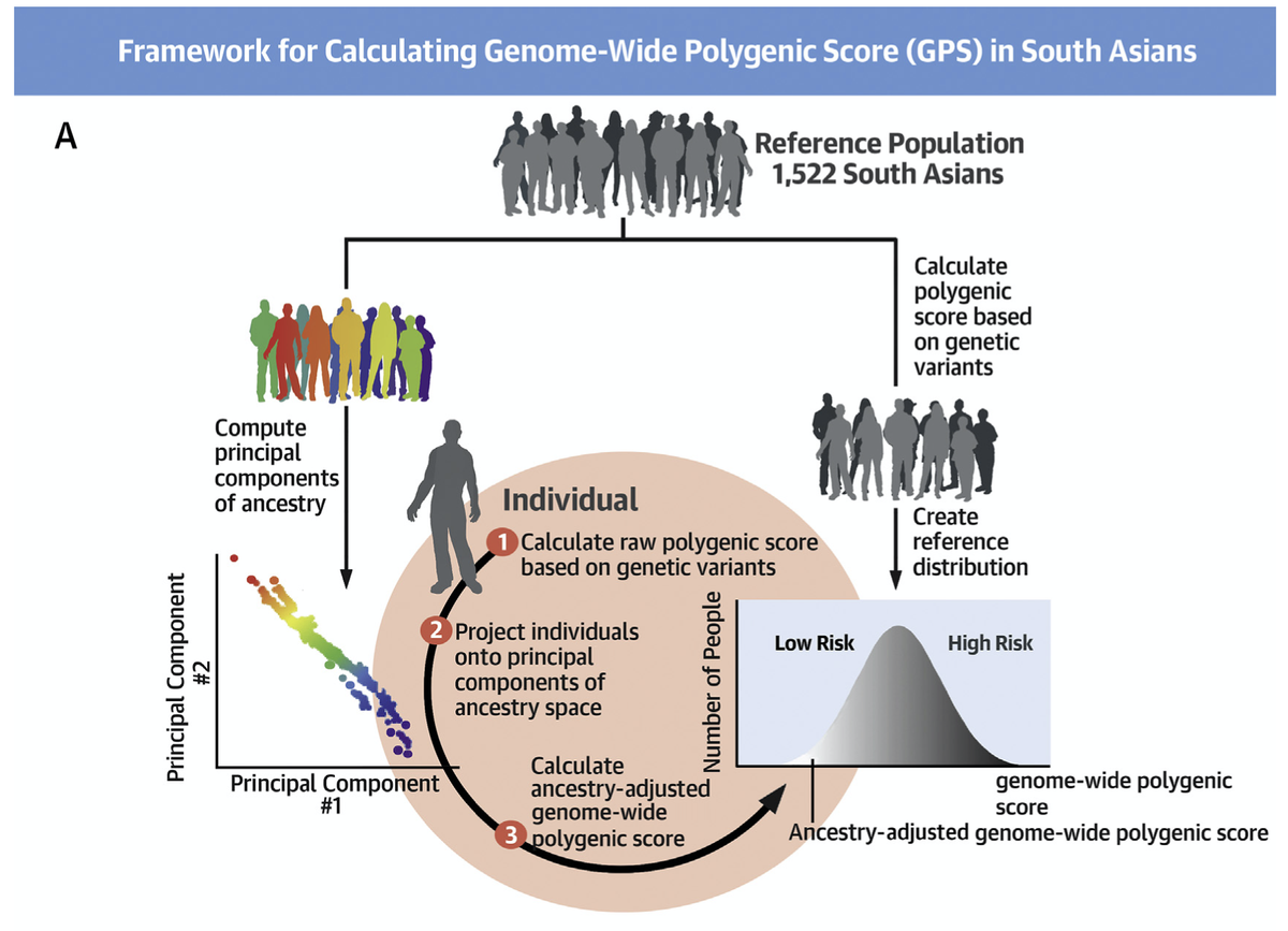New publication in  @JACCJournals:south asians suffer from high rates of coronary disease vs other raceswe validate a polygenic score that identifies 5% of South Asians with >3x risk @MGHHeartHealth  @broadinstitute  @MassGeneralNews  @JACCJournals  https://bit.ly/2XEMs1x&nbsp;