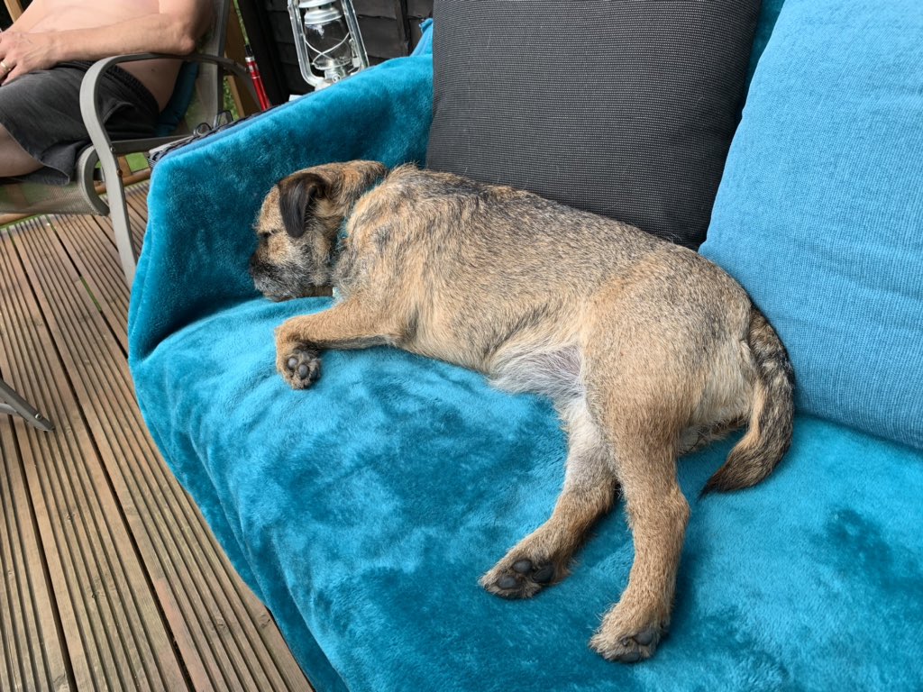 BorderRabble's tweet photo. When it’s warm a rabble has to do what a rabble has to do....Tilly and Daisy got the chairs and Pip the sofa.... #BTPosse #borderrabble #heatwave https://t.co/yaHjw4jNpy