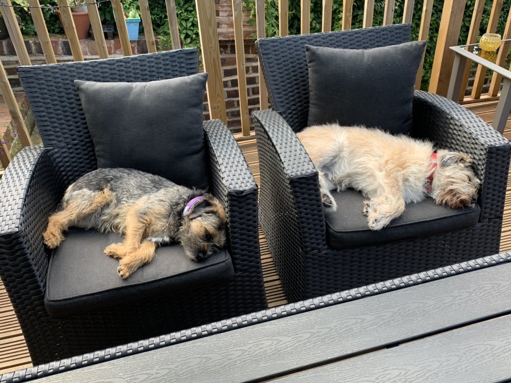 BorderRabble's tweet photo. When it’s warm a rabble has to do what a rabble has to do....Tilly and Daisy got the chairs and Pip the sofa.... #BTPosse #borderrabble #heatwave https://t.co/yaHjw4jNpy