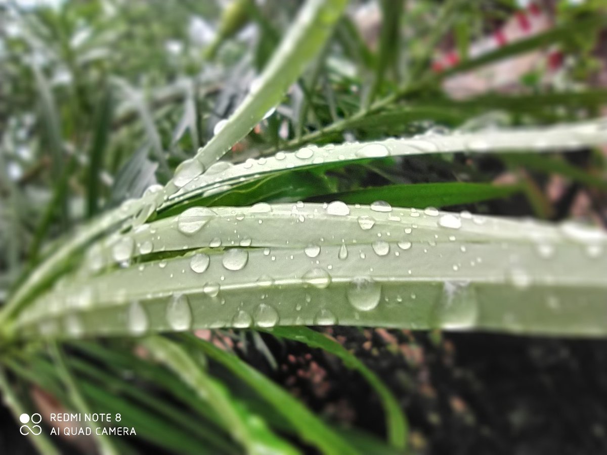 satyaspd12's tweet photo. Macro shots on Redmi note 8 .@RedmiIndia @Xiaomi @XiaomiIndia https://t.co/9yYe9IsAA7