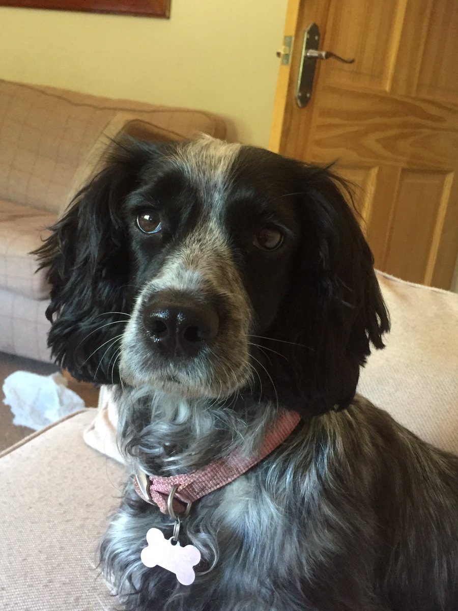 cocker_crazy's tweet photo. Sorry Rosie, you’re not going for your after lunch walk today...FAR too hot out there for walkies!!! 😅☀️🔥 https://t.co/tqpoFCX6Fe