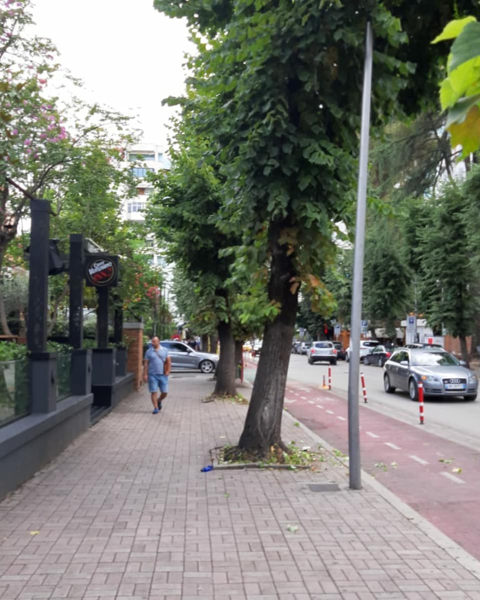 punetorettirane's tweet photo. E bukura zë fill nga rrënjët🌱, kjo është arsyeja përse 👷‍♂️👷‍♀️ punëtorët e DPPGJ-së tregojnë kujdes të veçantë ndaj pemëve të qytetit🌳. Le t'i mirëmbajmë pemët sot⛏ për të siguruar nesër një qytet🏭me ajër të pastër🌬, dhe një mjedis më të gjelbëruar. 🏡♻️ 
#PunimrrënjëvetëPemëve https://t.co/3BlJI2IHS6