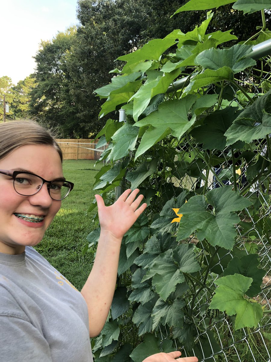 grove_ffa's tweet photo. Here’s our FFA, Activities director, Lydia Watts! In this picture she’s showing her horticulture skills and knowledge by planting a very fruitful vine of Gourds at the Halo house in Kelleytown! 🌱🌱 
- please keep sending us your work this summer!  @ughsffa on Instagram! https://t.co/ksbY43uzBR
