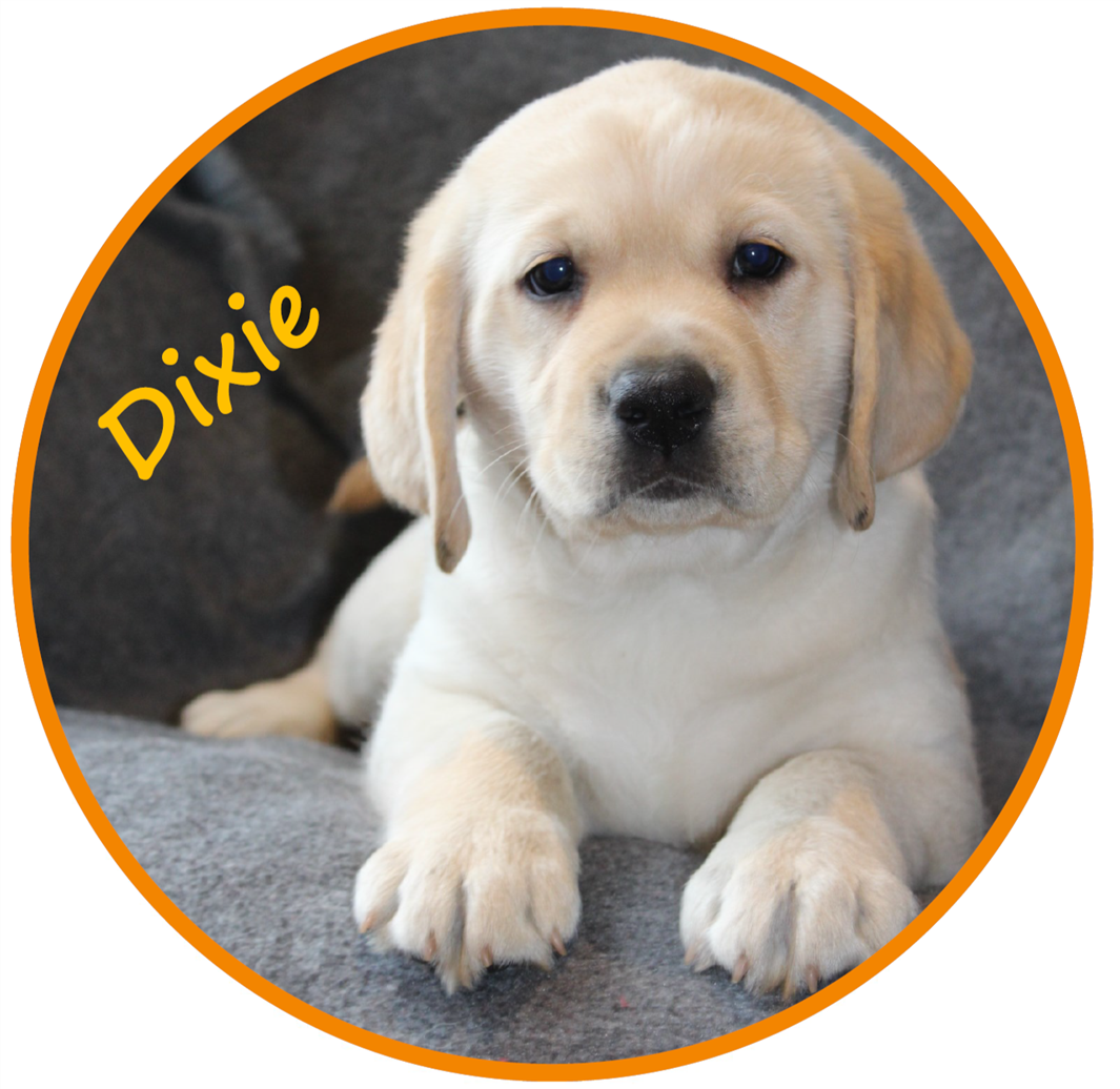 Our IT team has been supporting @DogsForGoodUK as their chosen charity and we have sponsored a gorgeous assistance dog in training called Dixie! What a wonderful charity which is changing peoples' lives ❤️ @IADWeek #InternationalAssistanceDogsWeek