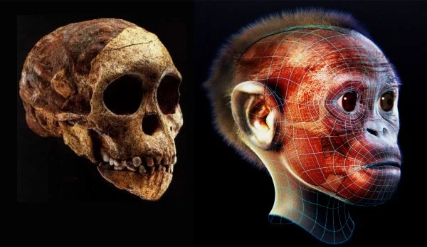 WhiteRabbit36's tweet photo. La publicación en Nature de un pequeño cráneo de homínido recuperado en Sudáfrica en 1924, se considera el pistoletazo de salida de la paleoantropología moderna. El fósil se conoce como el niño de Taung y esconde un gran secreto #FossilFriday https://t.co/ZfXjOafyHJ