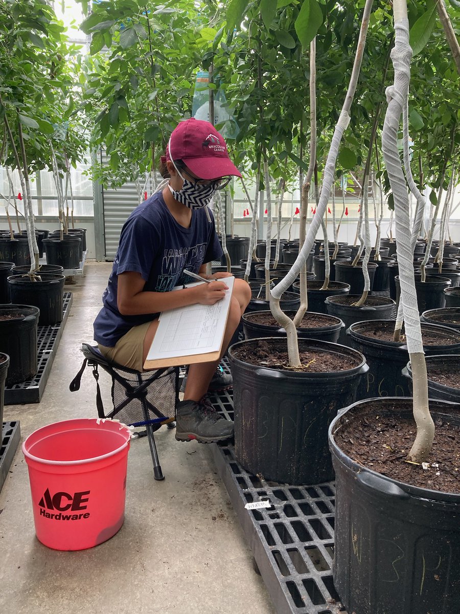treebreederKoch's tweet photo. Research Assistant Julia Wolf scores #EAB egg hatch success on seedling progeny of "lingering" ash parents. Dissections begin next week and will show how many larvae fail to develop due to tree defenses! #treeresistance @usfs_nrs photo: @MckibbenMiranda https://t.co/bYCsWACM5v