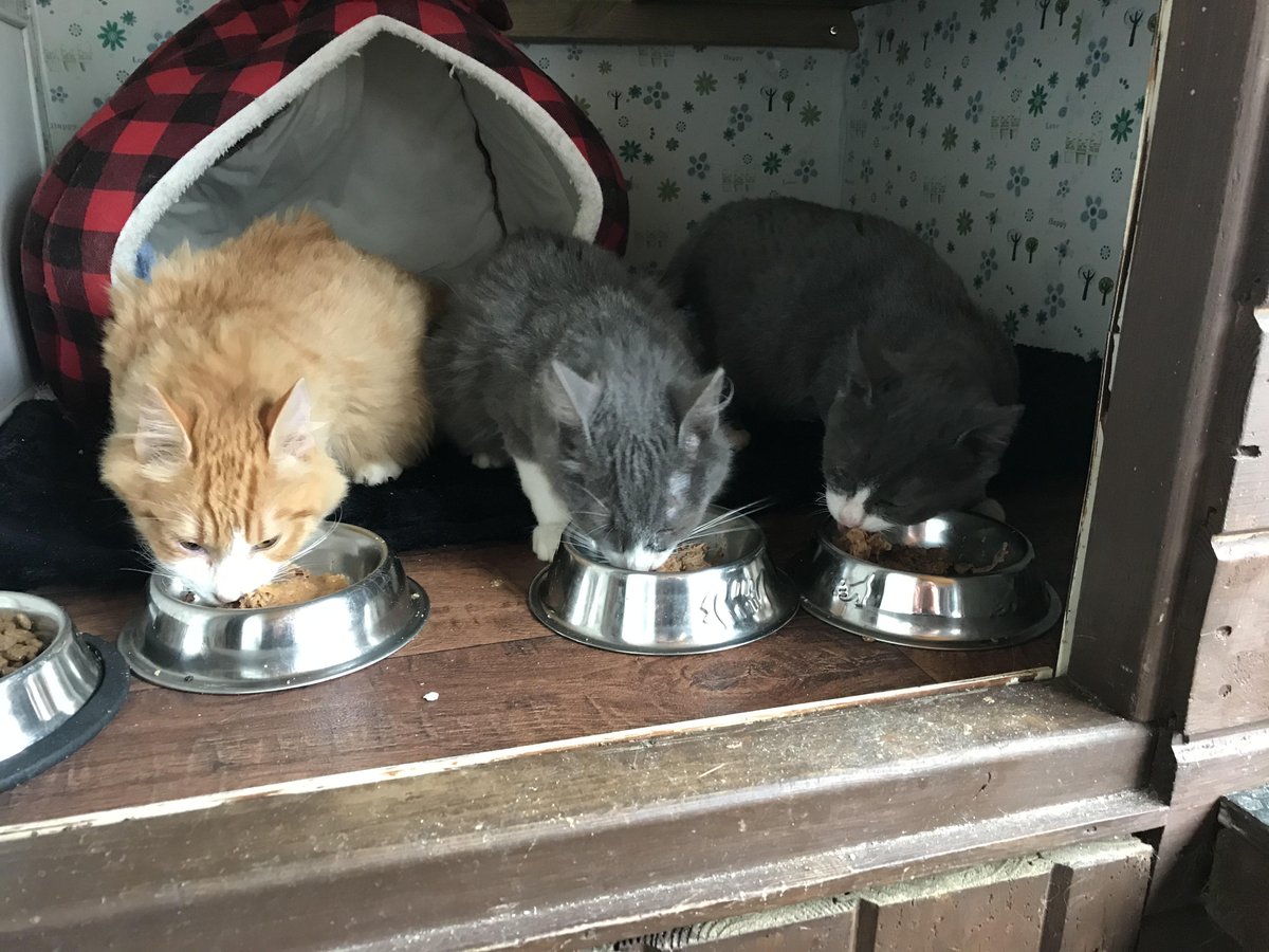 MedicAnimal Ltd tweet media