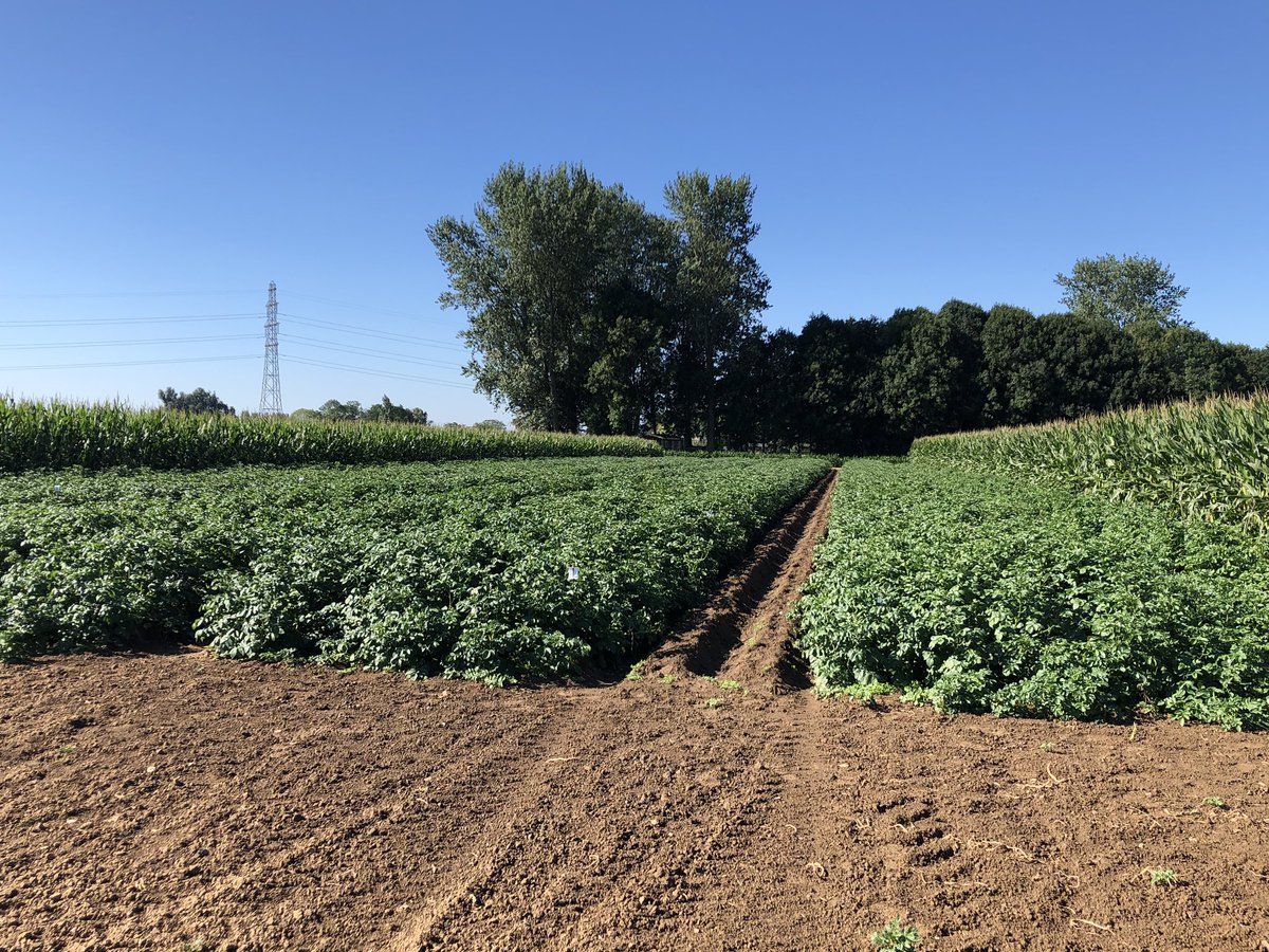 Onze aardappelproeven liggen er nog goed bij met dank aan <a href="/JorisGiesen/">Giesen Crop Research🚜</a> Een hele uitdaging met dit weer☀️☀️☀️!