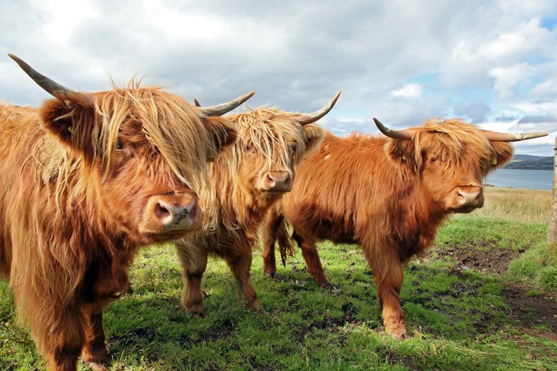 Join the herd! 🙋We are #recruiting for a few comms roles inc 👇

💻 Website and Search Officer
🤳 Digital Engagement Officer
📢 Comms &amp; Marketing Manager

For more info about these, &amp; other roles at the Soil Association, take a look here #marketing #jobs soilassociation.org/work-with-us/j…