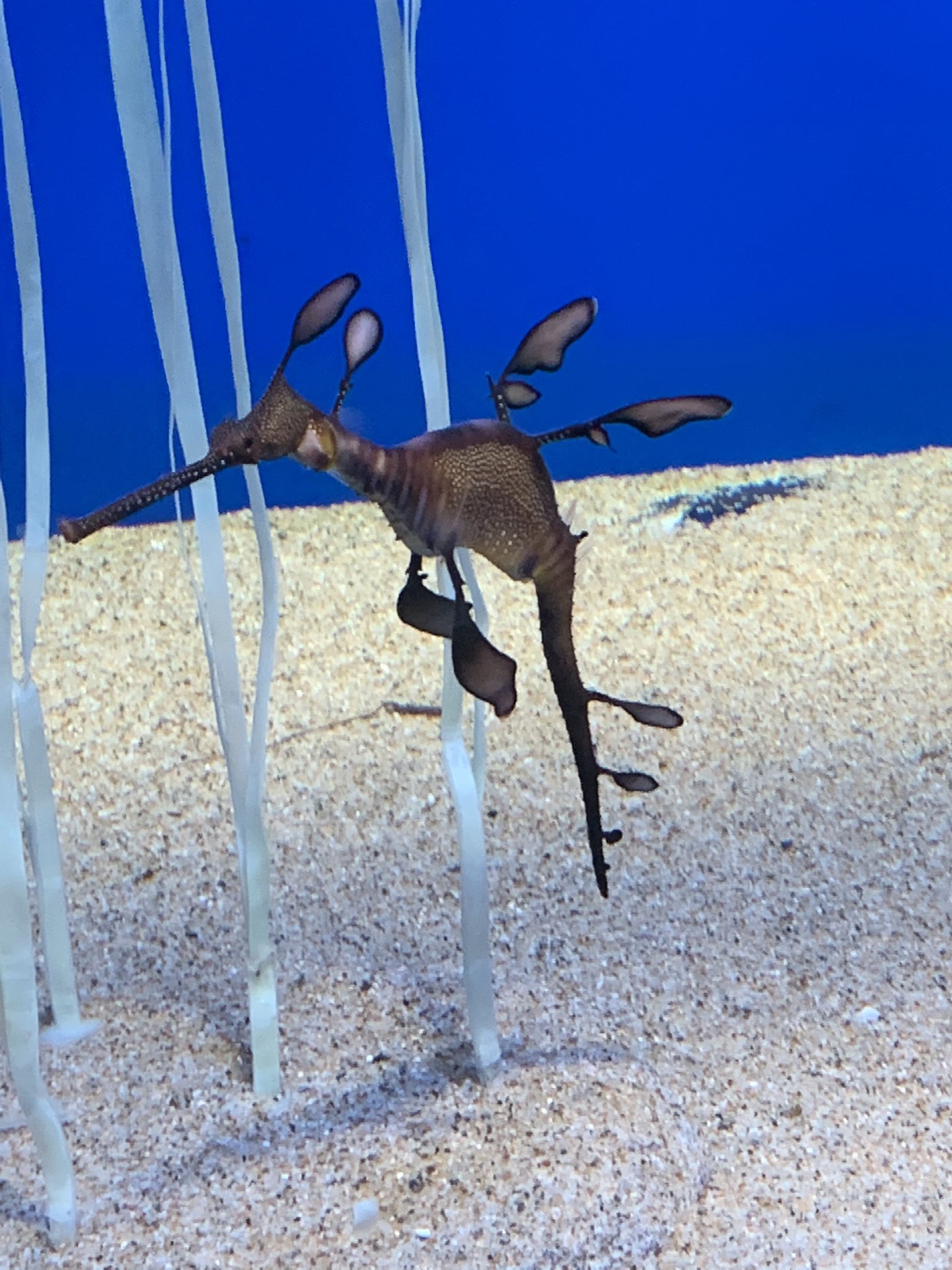 ササナリア Moe 笹かまぼこ 君 絶対ドラミドロだよね サンシャイン水族館 ポケモン剣盾 ウィーディーシードラゴン ササナリア Moe 笹かまぼこ 君 絶対ドラミドロだよね サンシャイン水族館 ポケモン剣盾 ウィーディーシードラゴン