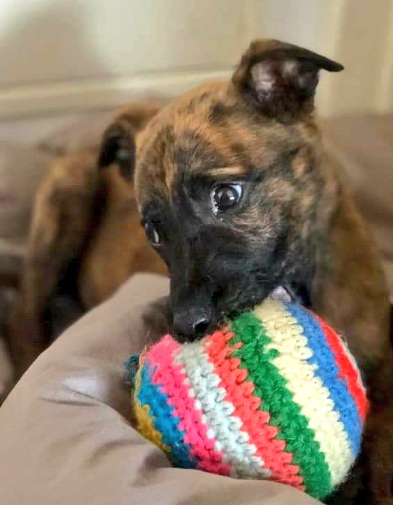 AdoptaUnGalgo tweet picture