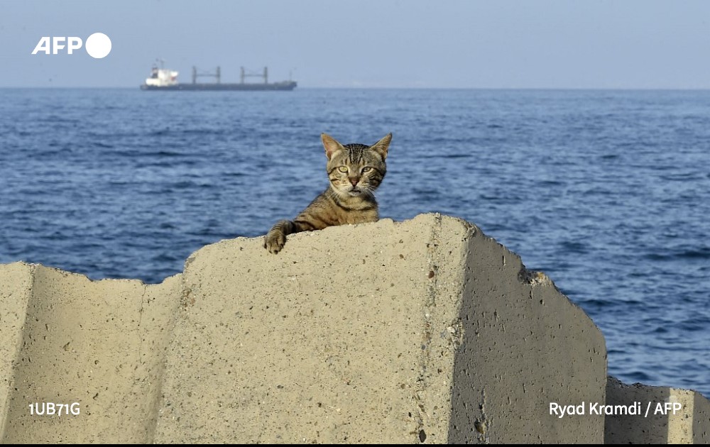 afpfr's tweet photo. Aujourd'hui, c'est la journée internationale du chat, l'occasion pour la SPA de sonner l'alarme de la pleine recrudescence des abandons #AFP https://t.co/1IN4HafrE9