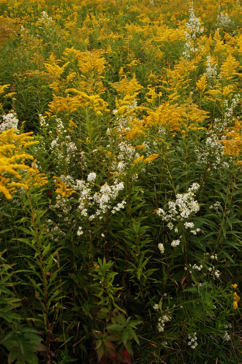 Kessler Laboratory (@kessler_lab) on Twitter photo New Study: Soil microbes affecting plant defenses against herbivores.
researchgate.net/publication/34… New Study: Soil microbes affecting plant defenses against herbivores.
researchgate.net/publication/34…