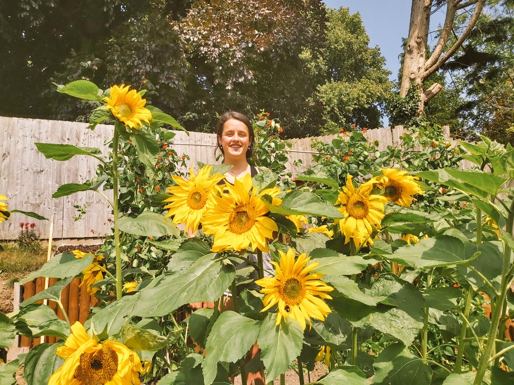 @The_Info_Point spot my most Beautiful #Sunflower all grown from seeds 2017-2019 & oh yes 2000 🤩😎!! at Meole Brace #Shrewsbury what a glorious day - enjoy #centronuclear #myotubularmyopathy @SPartnership @makeitSEEABLE