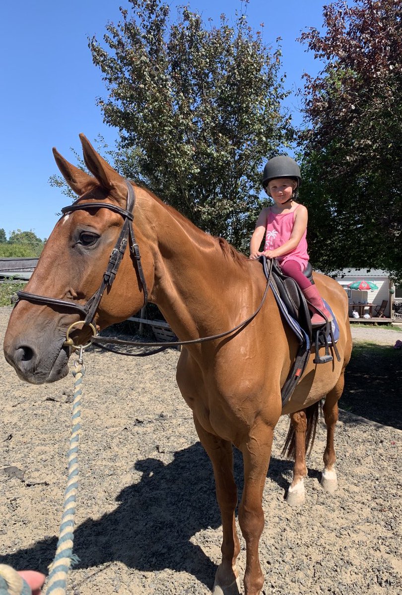 cj_pompey's tweet photo. Stan did not look impressed when I got him in from the field at lunchtime! Think he must of been relived when he realised he only had to give pony rides for 15 minutes! The kids have no fear of how big he is! I know adults who wouldn’t even sit on him! 🤣🙈🐎 #Stanley #bigbugger https://t.co/iXWfJBKMrm
