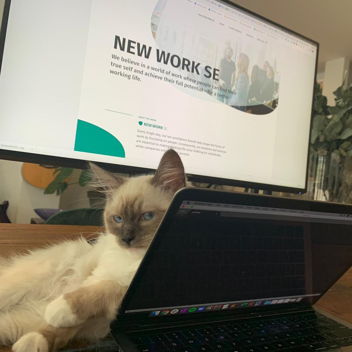 newwork_careers's tweet photo. Office-Dogs kennt ja jetzt jeder, zum internationalen Katzentag bekommen unsere Homeoffice-Katzen nun auch mal eine Bühne. 😸Was meinst Du, wie machen sich die Home Office Katzen aktuell als Begleiter im Arbeitsalltag? 🤪 https://t.co/PMuuppY9gN