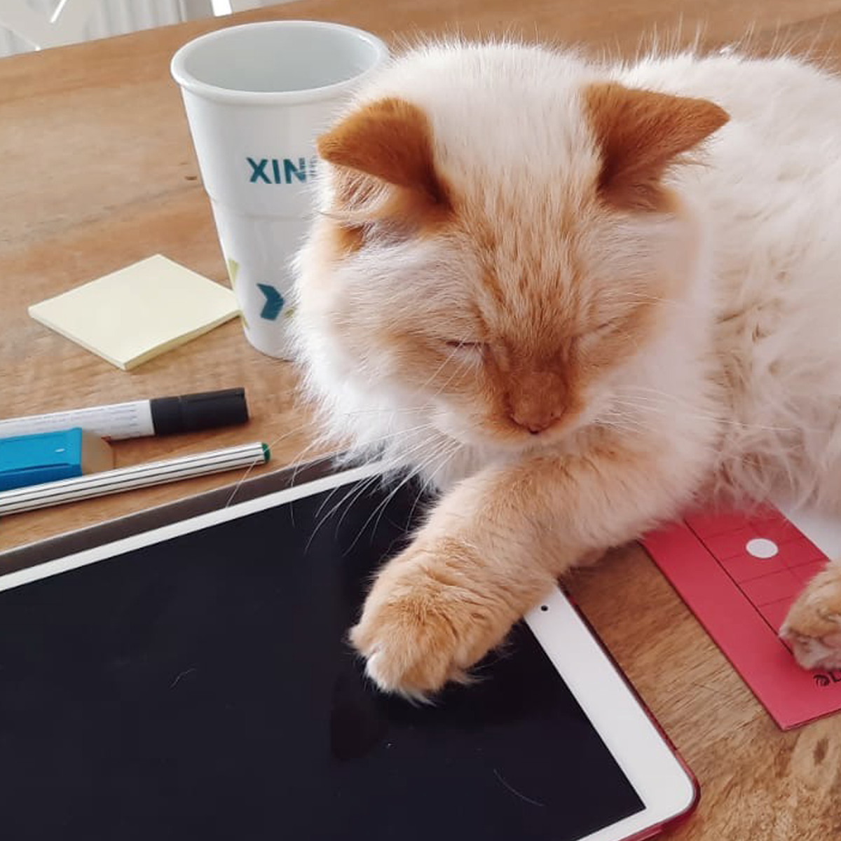 newwork_careers's tweet photo. Office-Dogs kennt ja jetzt jeder, zum internationalen Katzentag bekommen unsere Homeoffice-Katzen nun auch mal eine Bühne. 😸Was meinst Du, wie machen sich die Home Office Katzen aktuell als Begleiter im Arbeitsalltag? 🤪 https://t.co/PMuuppY9gN