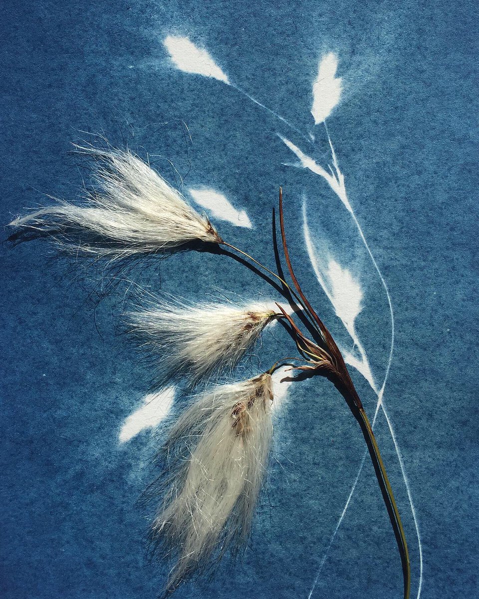 LucyJaneWheeler's tweet photo. Bog Cotton cyanotype 💙 hard to capture the fluffiness!
#cottongrass #bogcotton #cyanotype #inspiredbynature #sunography #blue #cyan #summer2020 #shetland #wildflowers #luckyminniesoo #peatbog #august #inspiredbyannaatkins #botanicalart #print #blueprint #cyanotypeprint https://t.co/cO4yPnhg7n