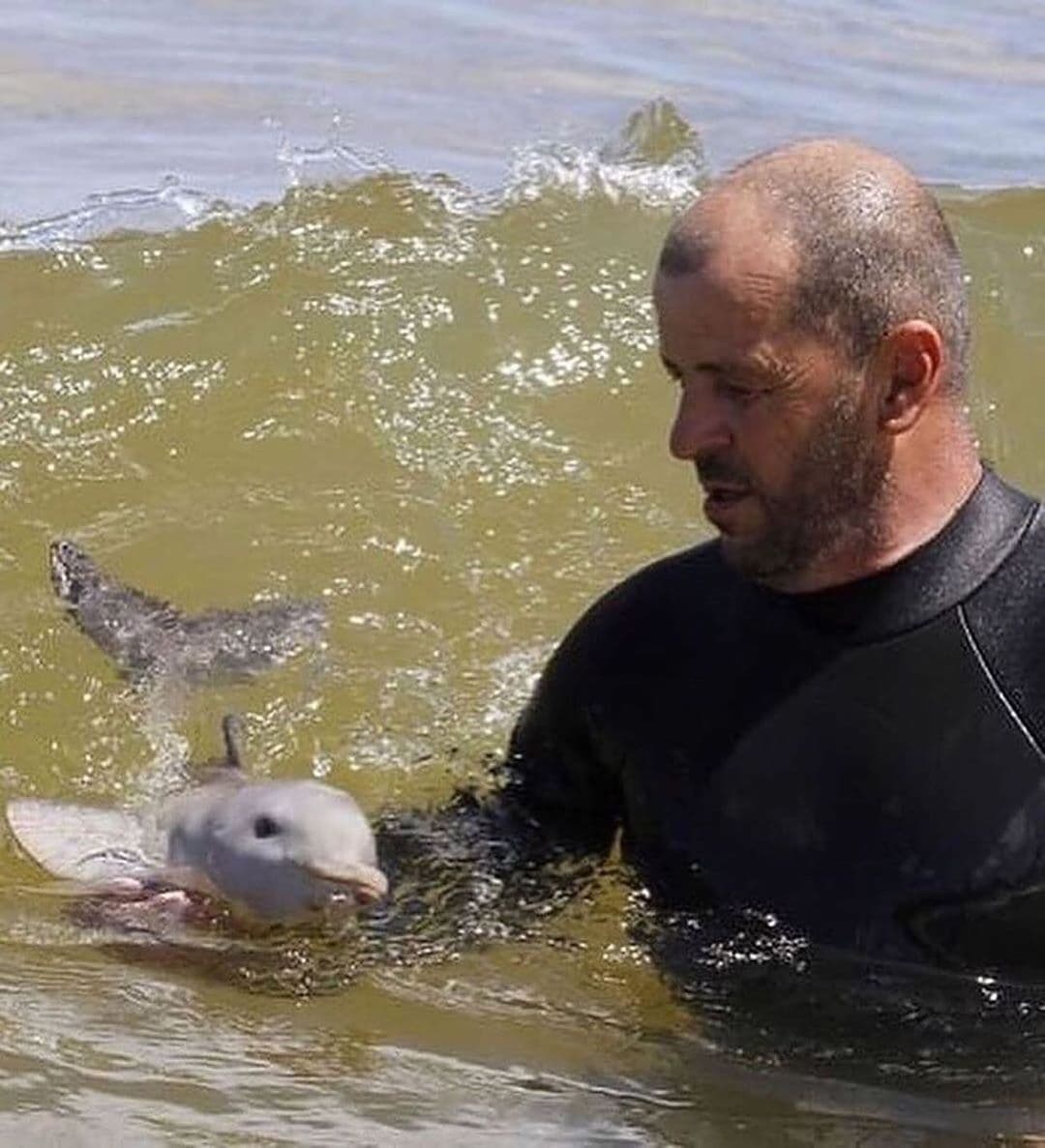 marieclaire_fr's tweet photo. Un homme de l'organisme @sos_faunamarina prend soin d'un bébé dauphin orphelin, retrouvé avec son cordon ombilical encore attaché, près de #Montevideo, en #Uruguay. 
👉https://t.co/nAaF7MhVq2 https://t.co/120ug4tZap