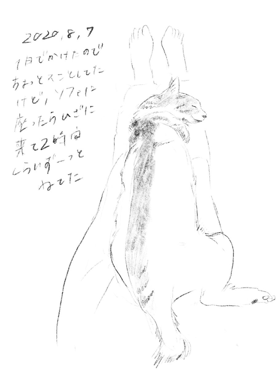 2020/8/7のぎんちゃん #今日のぎんちゃん 